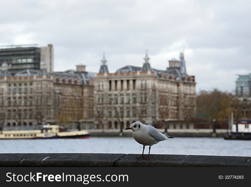 Seagull On Bank Of Thames