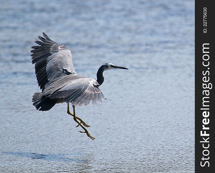 A white faced heron prepares to land in the shallows. A white faced heron prepares to land in the shallows