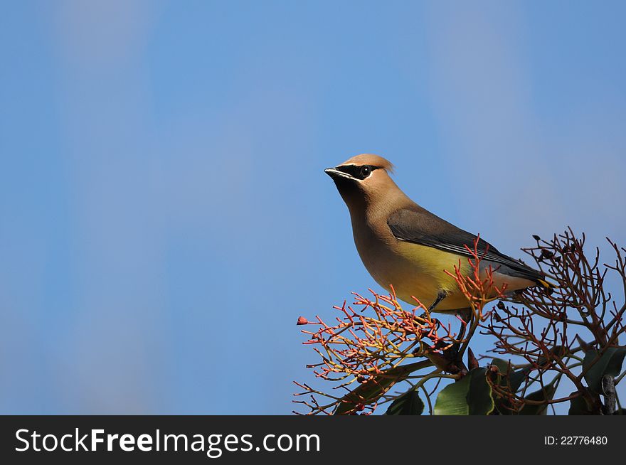 A cedar waxwing bird standing on top of a bush.