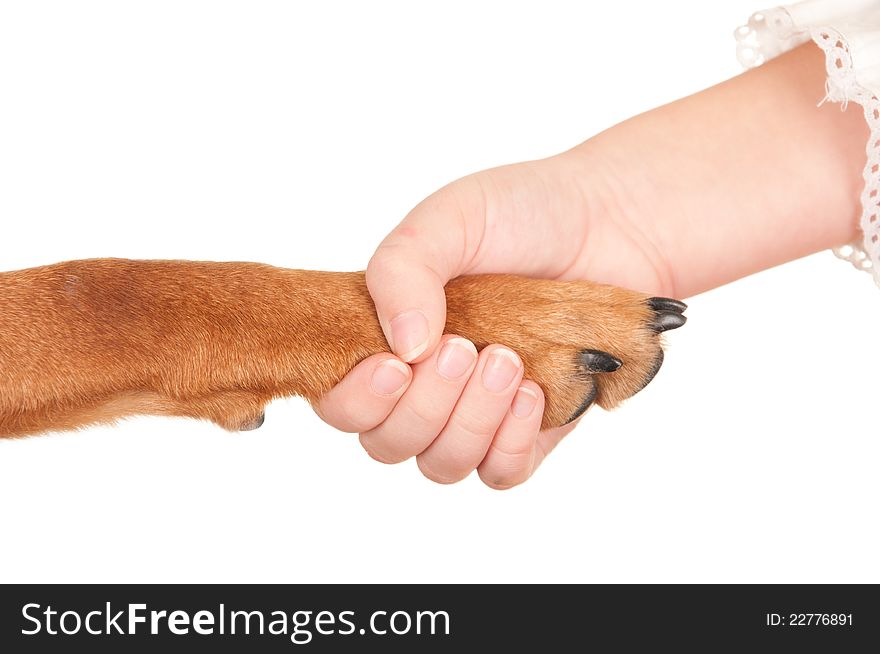 Handling of the dog and man,isolated on white