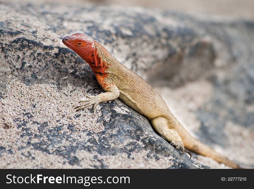 Española lava lizard, female