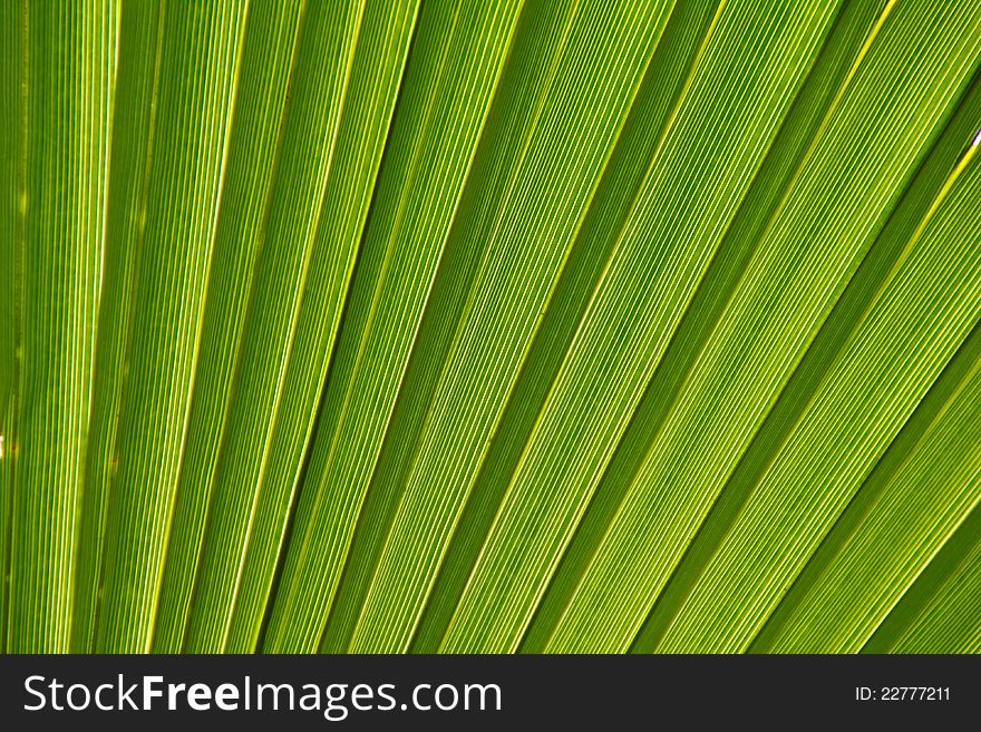 Beautiful detail of the palm leaf