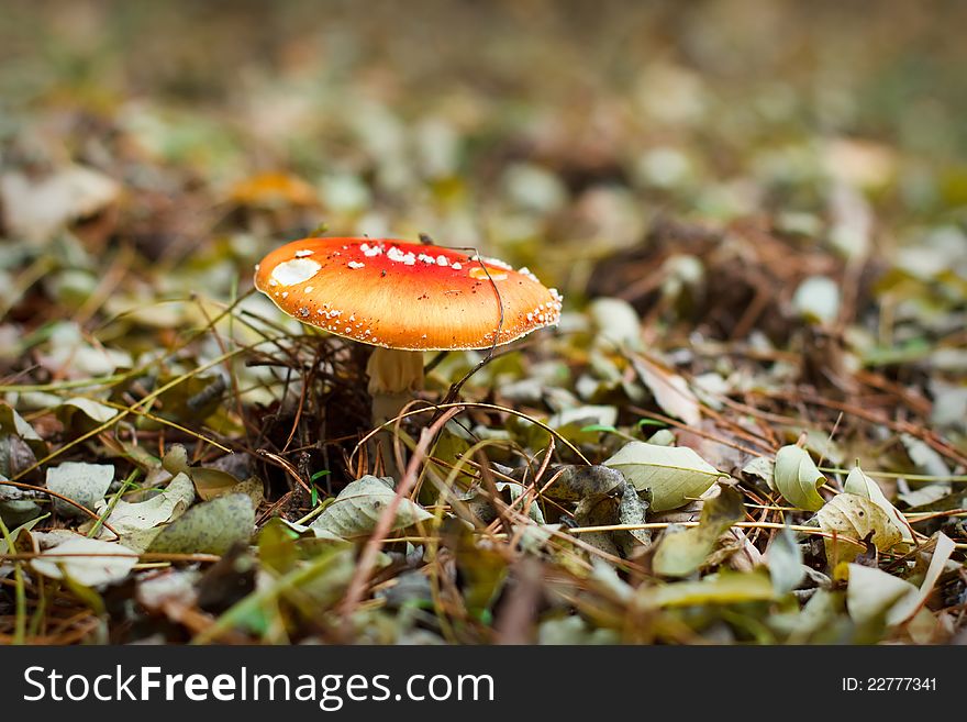 Autumn scene: Toadstool or fly agaric mushroom in the forest