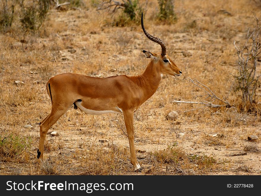 Male impala antelope standing in the savanna, Tsavo East, Kenya