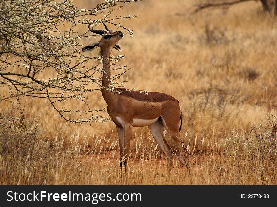 Gerenuk (Waller's Gazelle) standing in the savanna, eating leaves, Tsavo East, Kenya