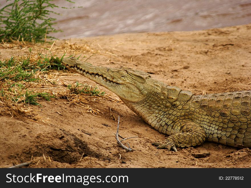 Front of Nile crocodile near a river, Tsavo East, Kenya