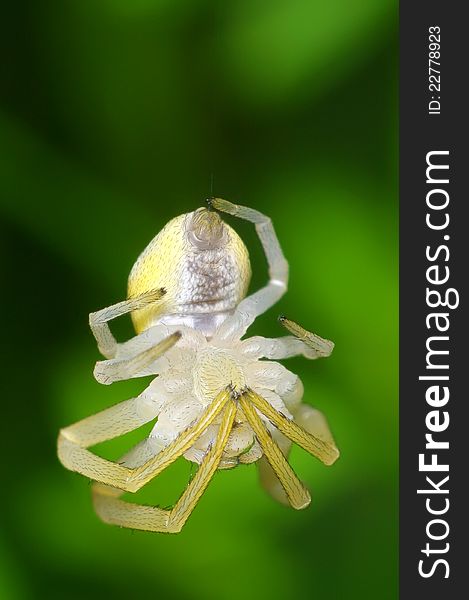 Spider close up hangs on an invisible cobweb