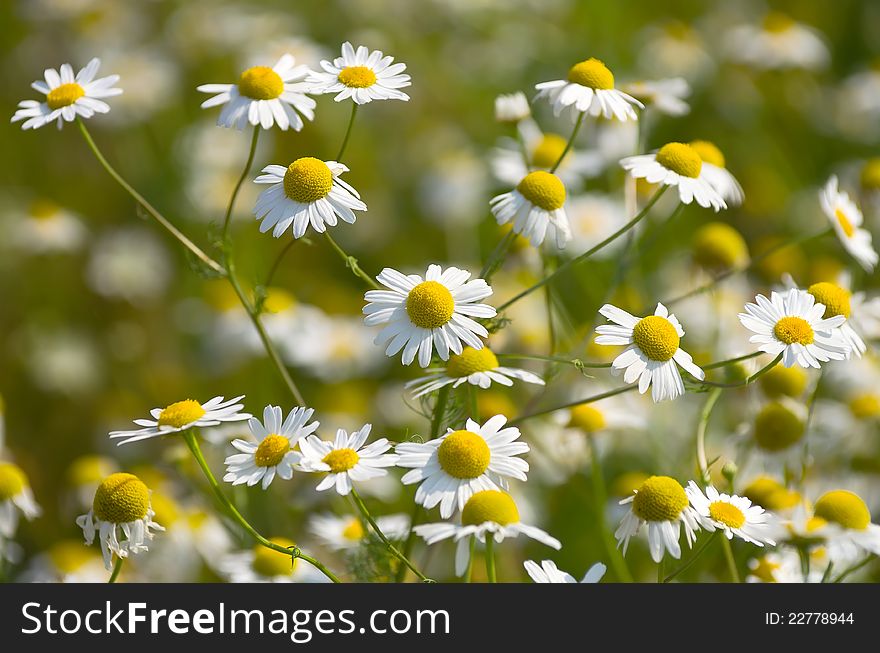 Background of a beautiful field daisies sunny day. Background of a beautiful field daisies sunny day