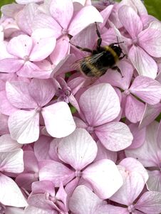 Bumblebee On Flower Blossom Close Up Outside Stock Photo