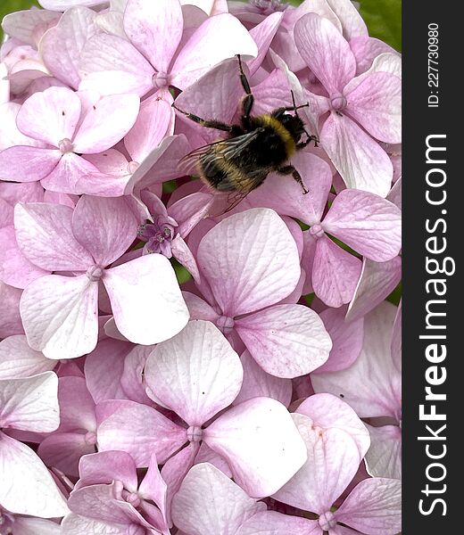 Photo of bee bumblebee closeup on flowers blossom. Photo of bee bumblebee closeup on flowers blossom