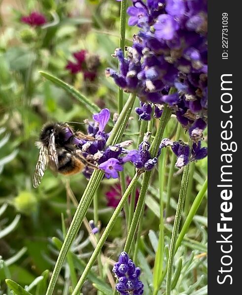 Bumblebee On Flower Lavender Blossom Close Up Outside