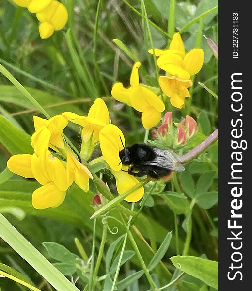 Bumblebee on pea flower blossom closeup outside