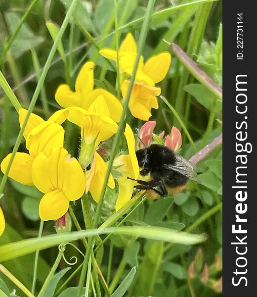 Bumblebee on pea flower blossom closeup outside