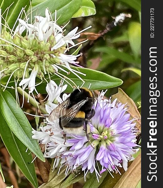 Photo of bee bumblebee single closeup on flowers blossom. Photo of bee bumblebee single closeup on flowers blossom