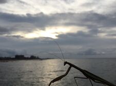 Mantis During Sunrise After Rain In August At Coney Island In Brooklyn, New York, NY. Stock Photo Mantis During Sunrise After Rain In August At Coney Island In Brooklyn, New York, NY. Stock Photo