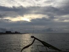 Mantis During Sunrise After Rain In August At Coney Island In Brooklyn, New York, NY. Stock Image Mantis During Sunrise After Rain In August At Coney Island In Brooklyn, New York, NY. Stock Image