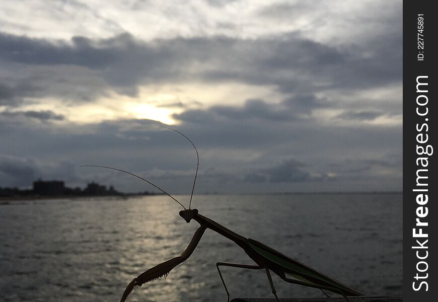 Mantis During Sunrise After Rain In August At Coney Island In Brooklyn, New York, NY.