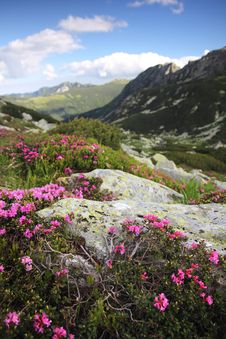 Alpine Flowers - Wild Heath Growing Over Boulders Royalty Free Stock Photo Alpine Flowers - Wild Heath Growing Over Boulders Royalty Free Stock Photo