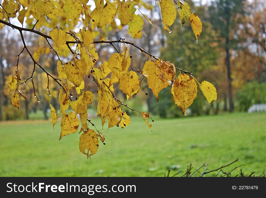 Autumn leaves with water droplet after rain. Autumn leaves with water droplet after rain