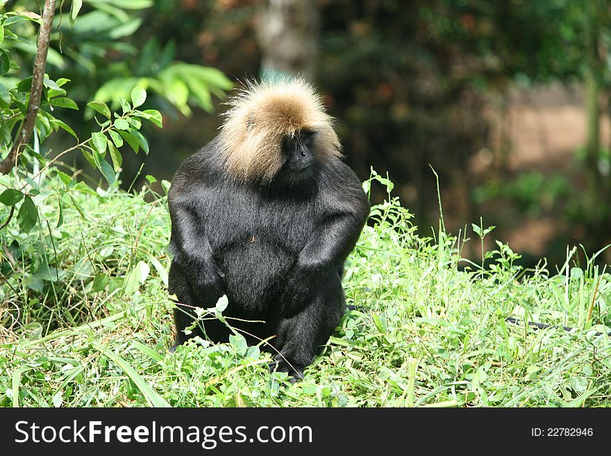A black monkey with white head haired sitting on forest ground. A black monkey with white head haired sitting on forest ground