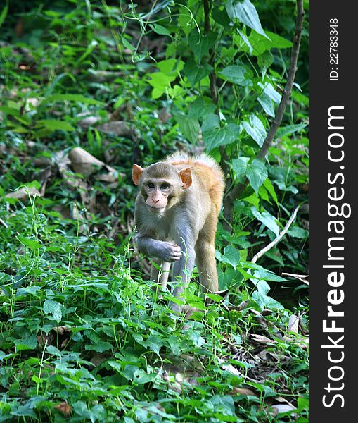 The child of monkeys in the forest, india