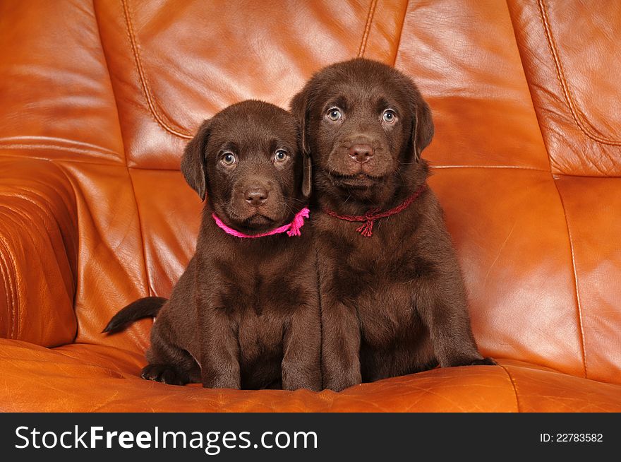 Portrait of two cute brown labrador puppies sit on leather sofa. Boy and girl, brother and sister looking at camera. Portrait of two cute brown labrador puppies sit on leather sofa. Boy and girl, brother and sister looking at camera.