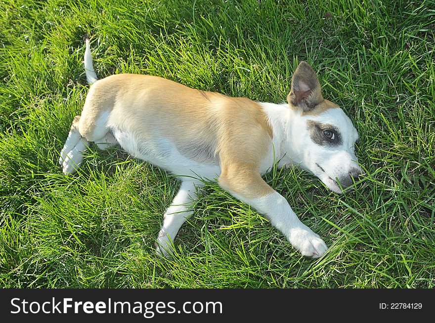 Puppy lying on green grass and looking at the camera