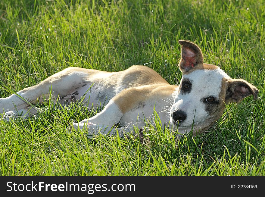 Puppy lying on green grass and looking at the camera. Puppy lying on green grass and looking at the camera