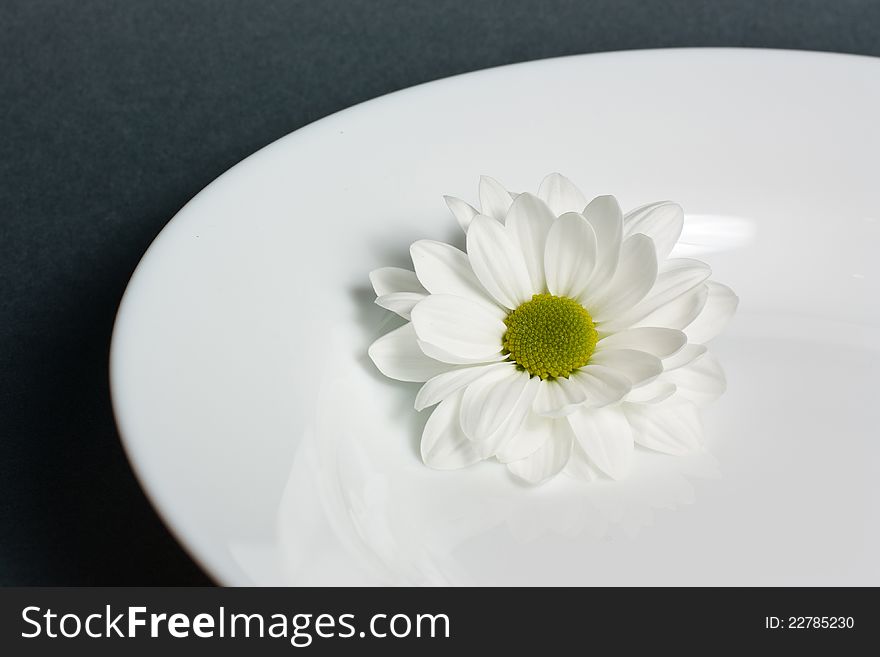 White chrysanthemum on white plate