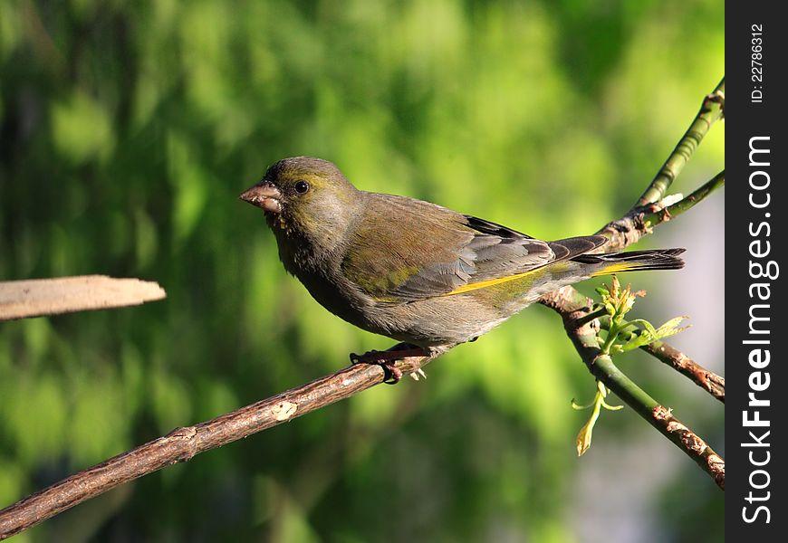 Green-finch on branch in forest