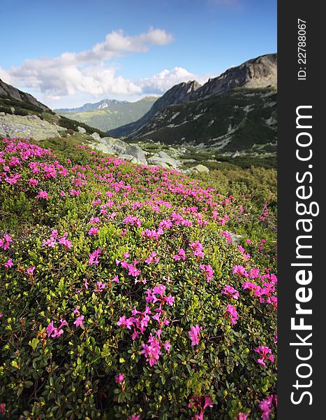 Carpathian Mountains dreamland - wild heath (Rhododendron) in full bloom over the entire slope. Carpathian Mountains dreamland - wild heath (Rhododendron) in full bloom over the entire slope.