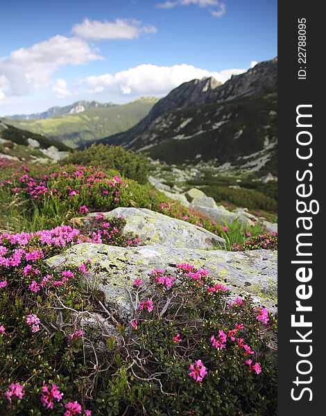 Alpine Flowers - Wild Heath Growing Over Boulders