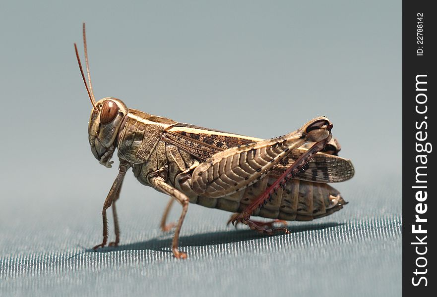 Super Macro Of A Grasshopper