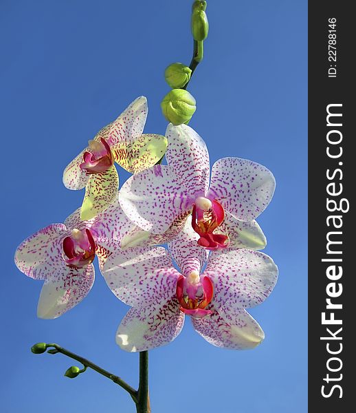 White with red dots orchid on a blue background. White with red dots orchid on a blue background