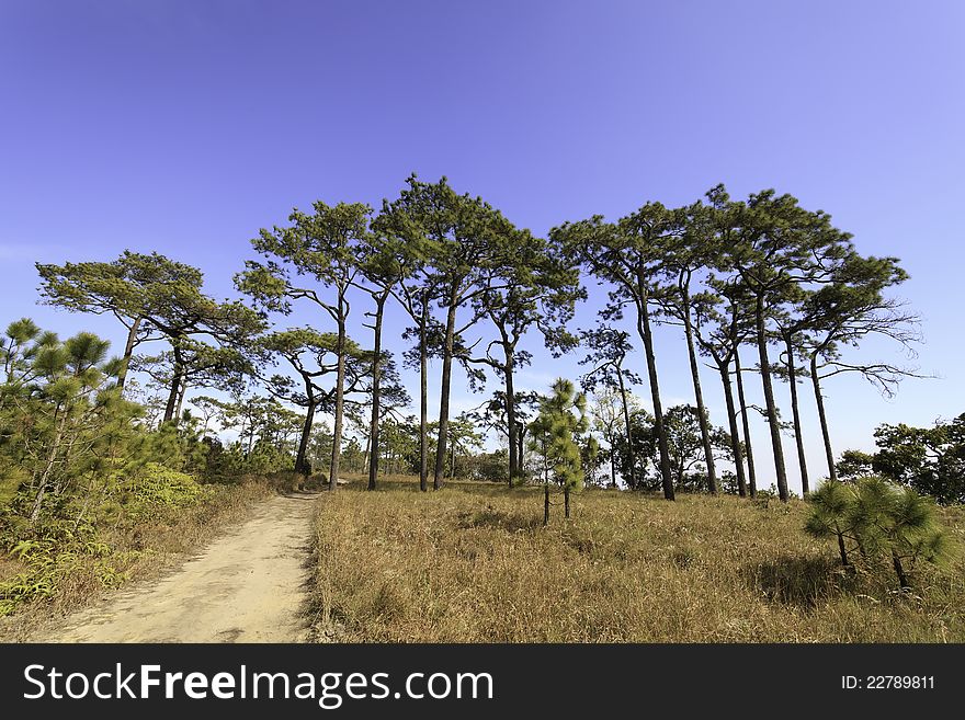 Pine Trees In The Forest.