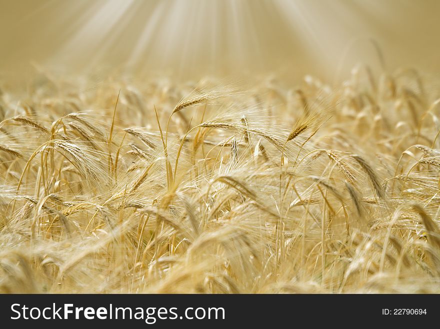 Golden spikelets of wheat in the sunlight. Golden spikelets of wheat in the sunlight.