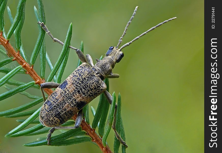 Blackspotted pliers support beetle on fir.
