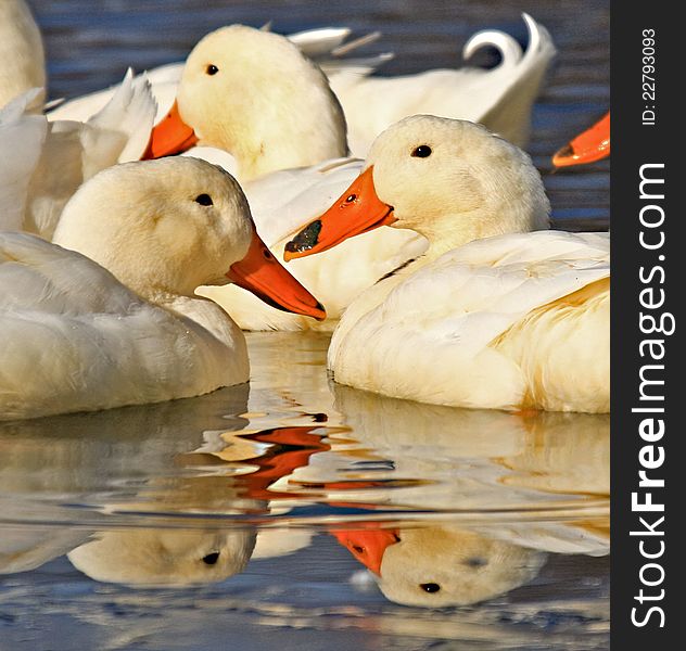 White Ducks In Water With Reflection