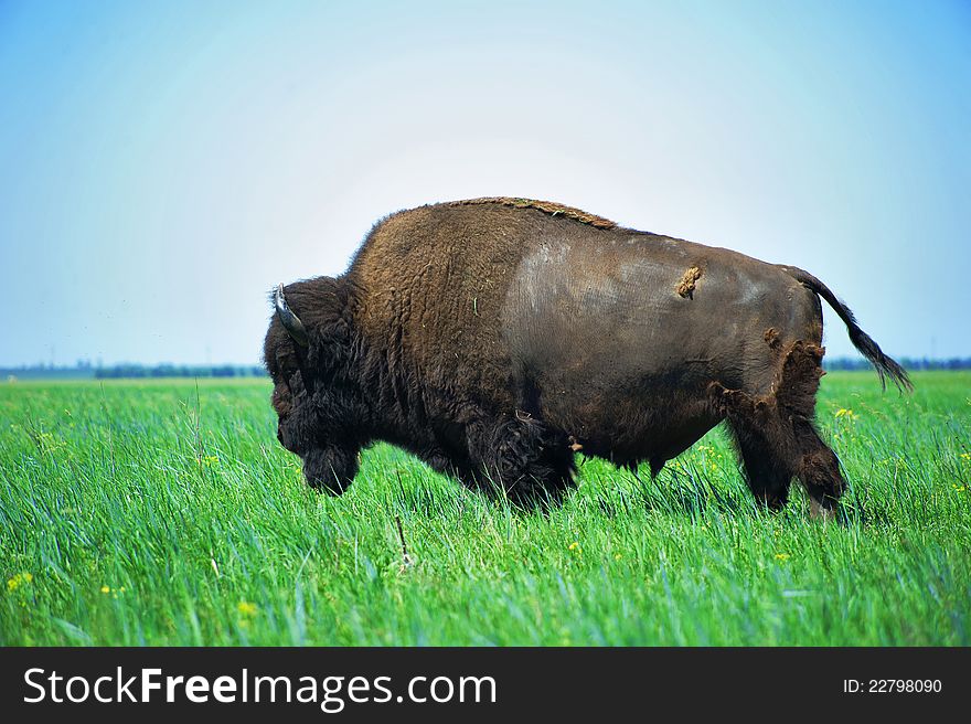 In the steppe bison grazing alone moulting