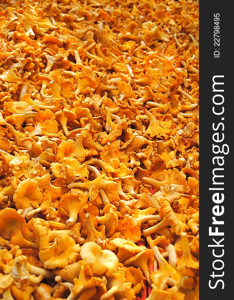 Yellow chanterelles mushrooms on the market