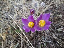 Sleep Is A Grass, Or A Prostrate Plant, Belonging To The Buttercup Family Stock Photography Sleep Is A Grass, Or A Prostrate Plant, Belonging To The Buttercup Family Stock Photography