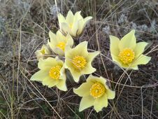 Sleep Is A Grass, Or A Prostrate Plant, Belonging To The Buttercup Family Royalty Free Stock Images Sleep Is A Grass, Or A Prostrate Plant, Belonging To The Buttercup Family Royalty Free Stock Images