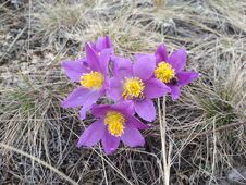 Sleep Is A Grass, Or A Prostrate Plant, Belonging To The Buttercup Family Stock Images Sleep Is A Grass, Or A Prostrate Plant, Belonging To The Buttercup Family Stock Images