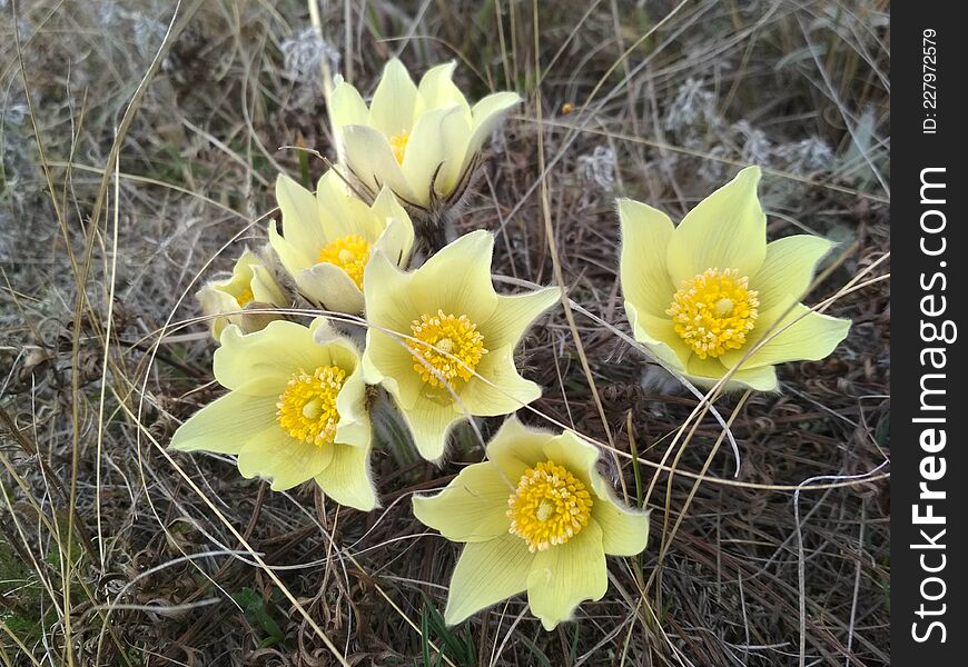 Sleep is a grass, or a prostrate plant, belonging to the buttercup family