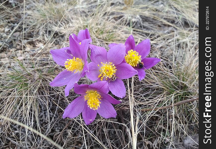 A perennial herbaceous plant, a species of the genus Prostrel of the Buttercup family. A number of researchers include this genus in the genus Anemone. A perennial herbaceous plant, a species of the genus Prostrel of the Buttercup family. A number of researchers include this genus in the genus Anemone.