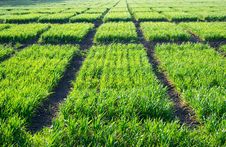 Free Wheat Texture Stock Photography - 2280182