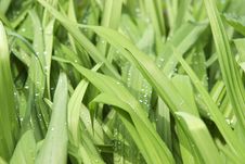 Juicy Green Grass Stock Photography
