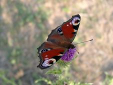 The Beautiful Butterfly Stock Photography