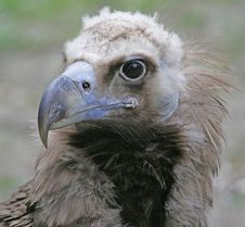 Eurasian Black Vulture 2 Royalty Free Stock Photo Eurasian Black Vulture 2 Royalty Free Stock Photo