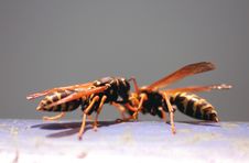 Two Wasps Stock Image